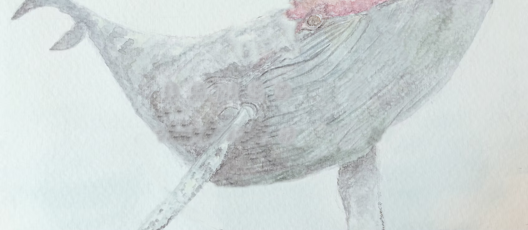 Watercolour illustration of a humpback whale